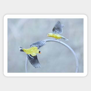 Goldfinches Sticker